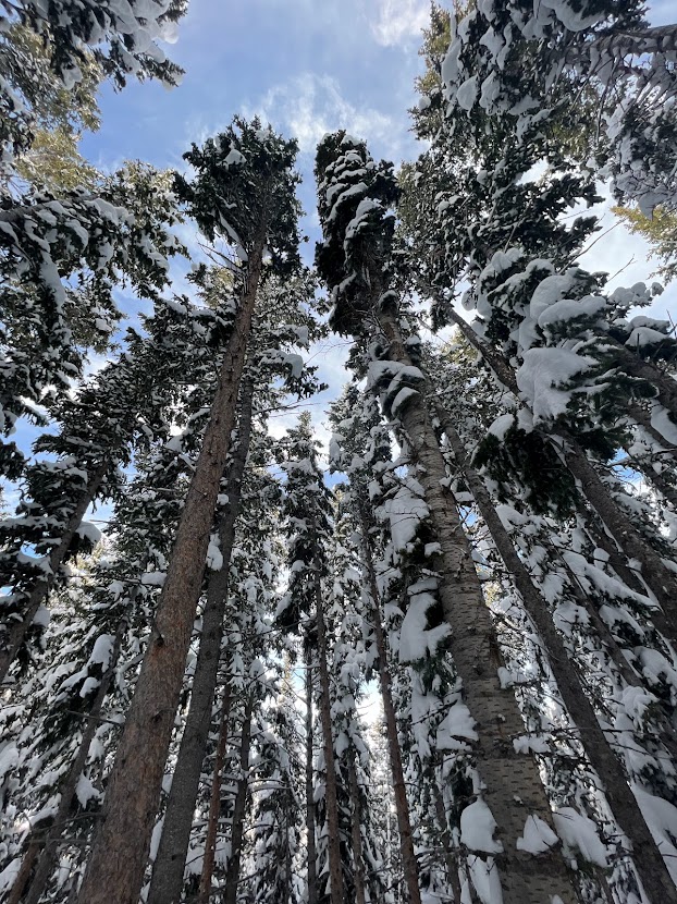 solitude tree run